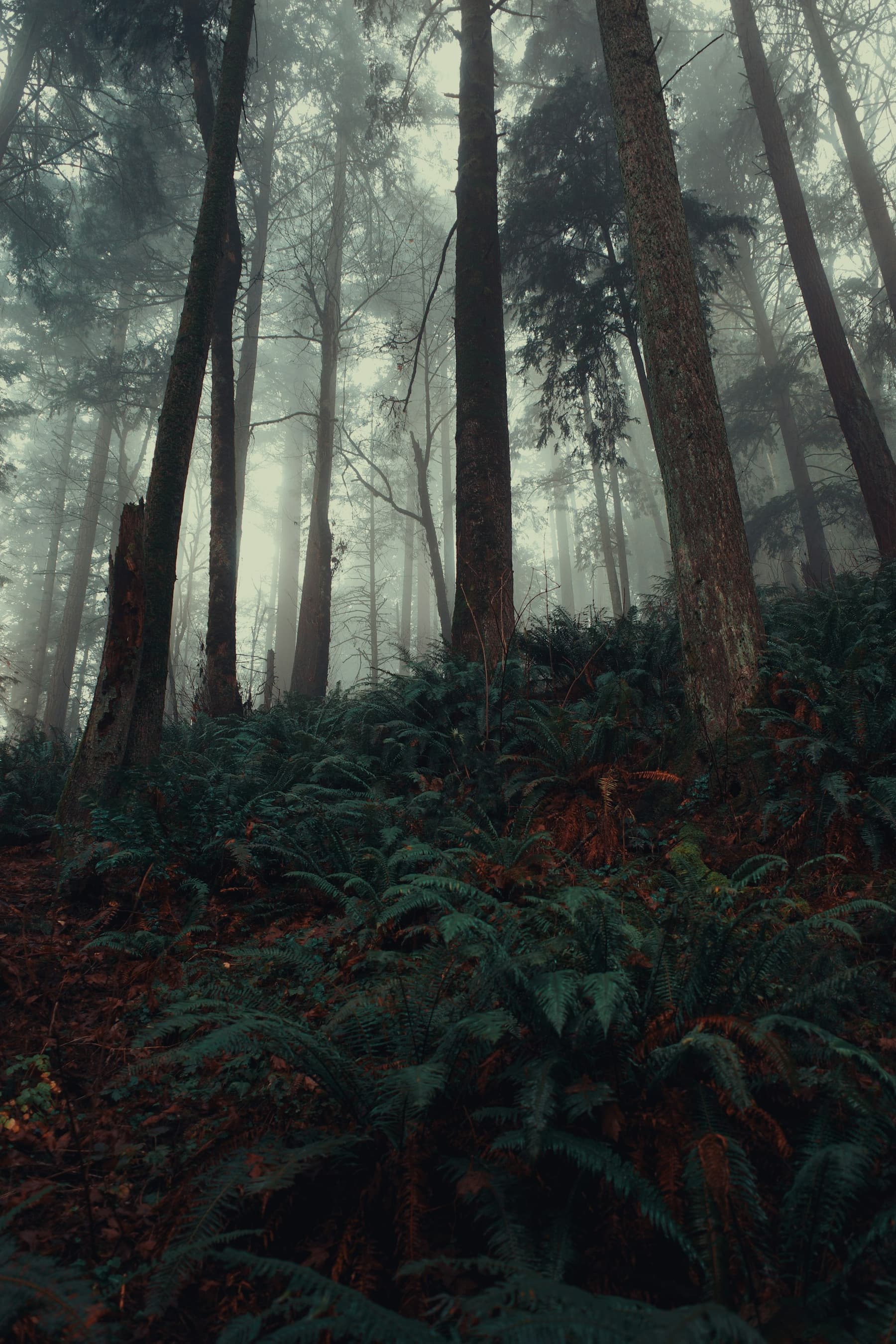 Tall trees and ferns in a misty forest