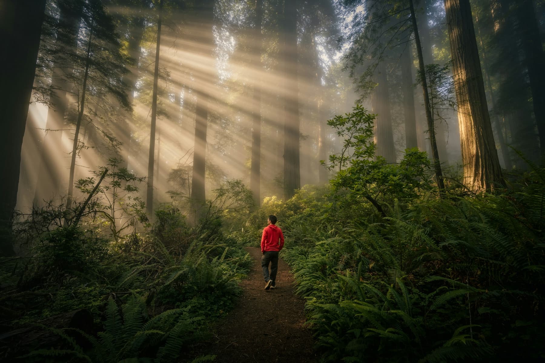 A small figure walking a forest path through shafts of morning light