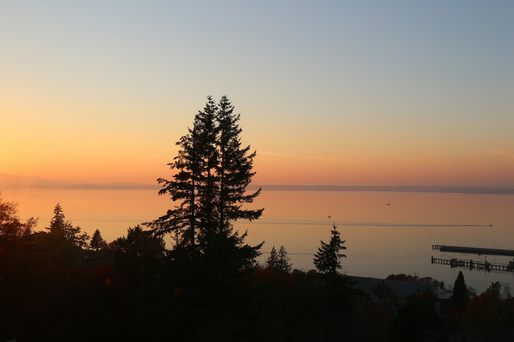 Evergreens in silhouette above calm water at sunset