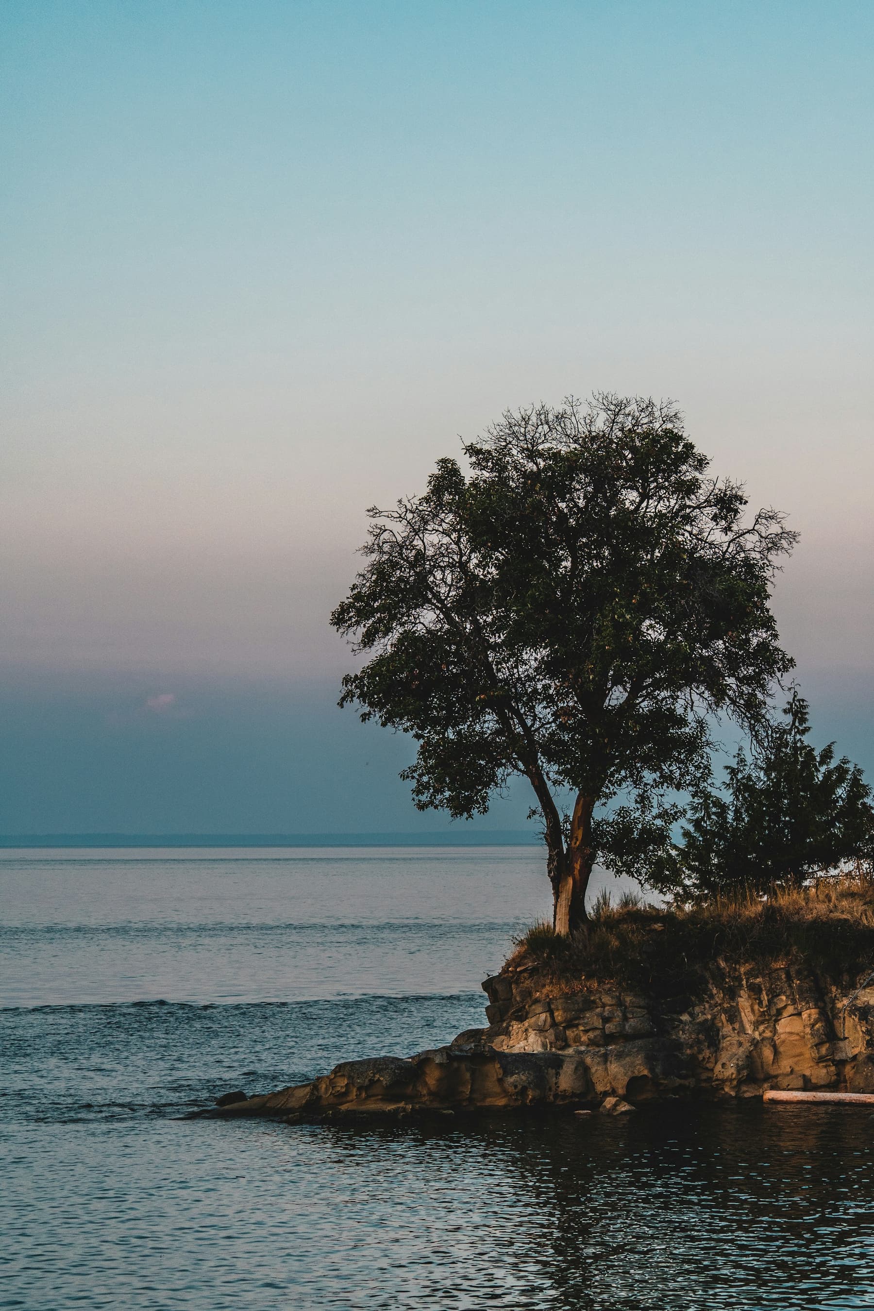 A single tree on a rocky shore above still, misty water
